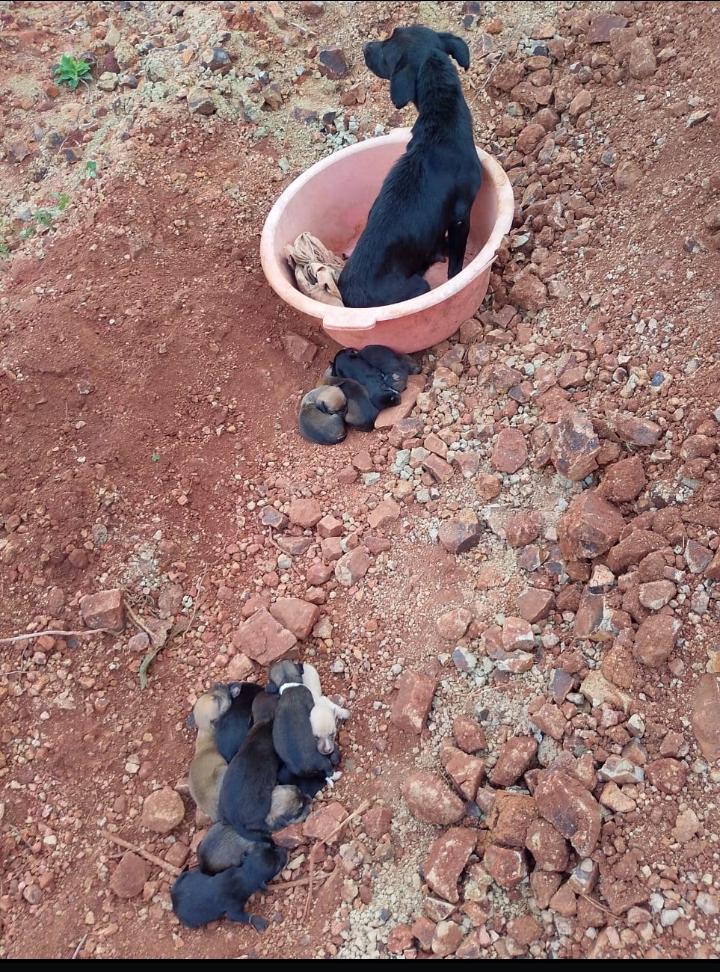 Rescataron a una perra y 16 cachorros que fueron abandonados en Santiago de Liniers: buscan a los responsables 4